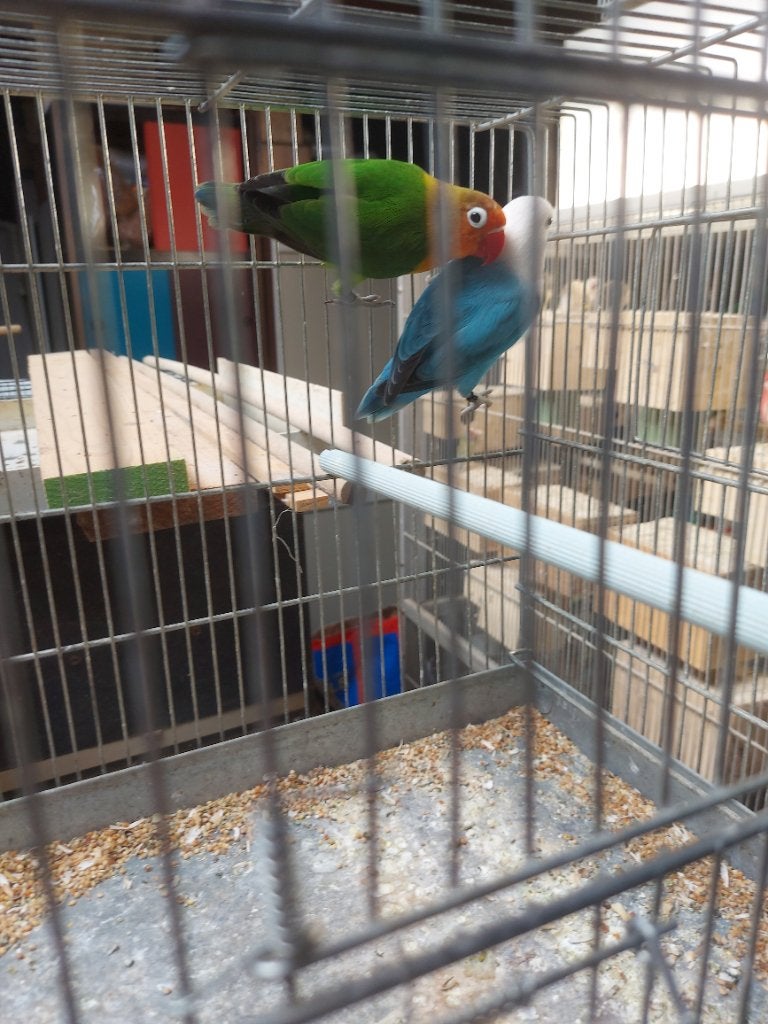 Kpll ficheries 2025, Meerdere dieren, Dwergpapegaai of Agapornis, Geringd
