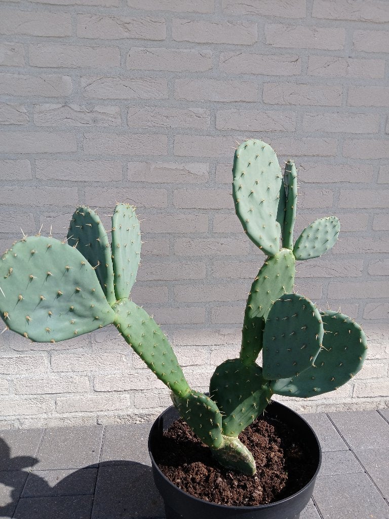 Ptachtige, grote, gezonde schijfcactus, Ophalen, Volle zon