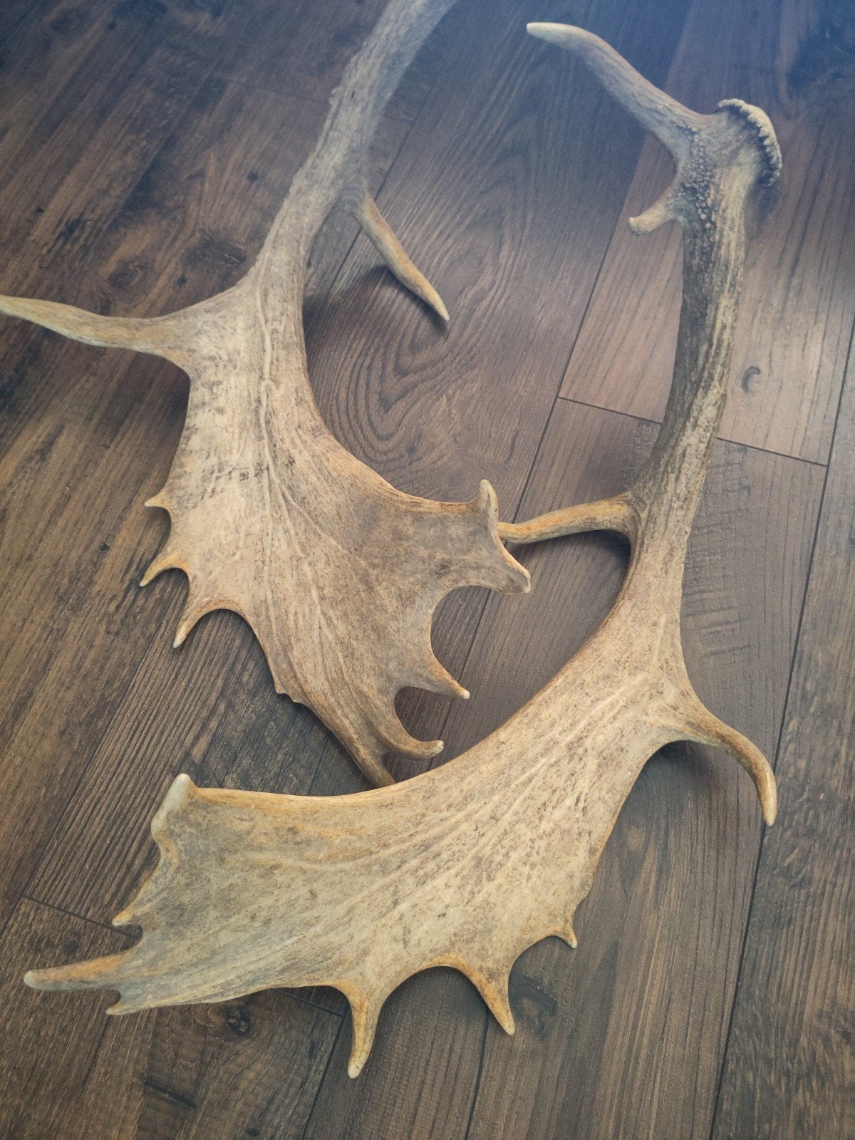 Geweiset van damhert, Objet de décoration, Vintage, 60 cm, Enlèvement