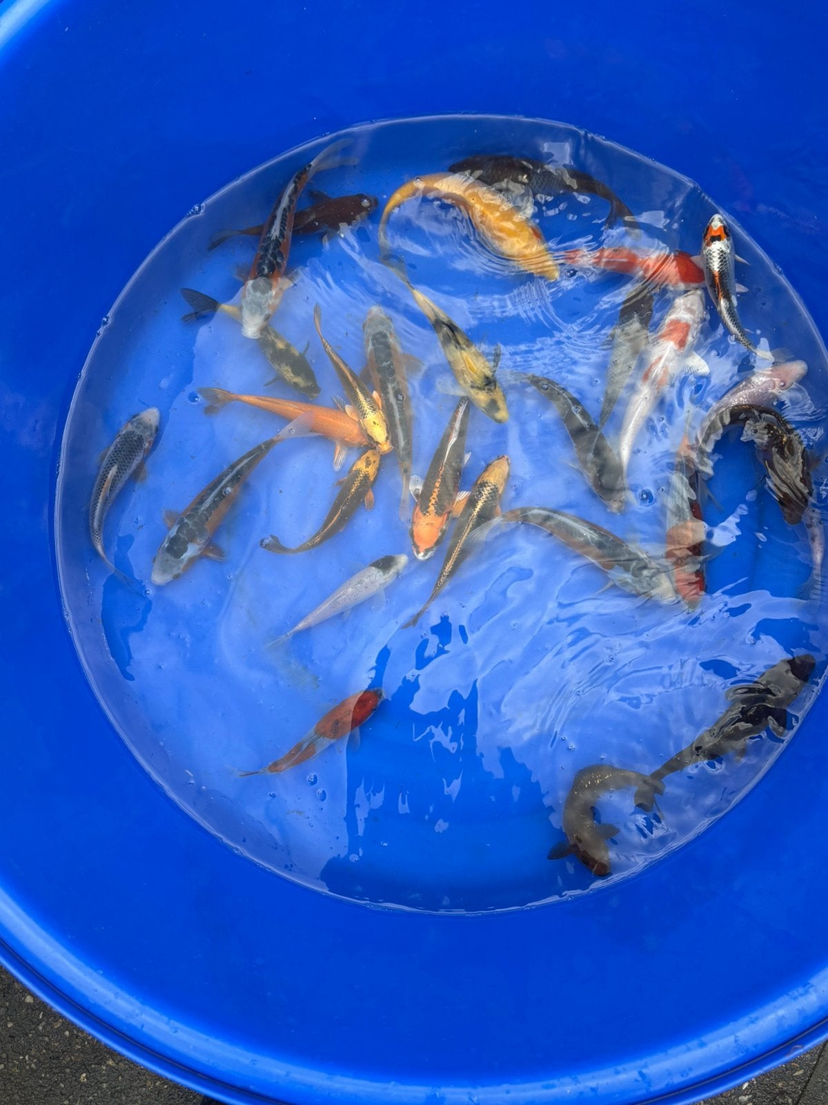 Japanse tossai mix, Dieren en Toebehoren, Vissen | Vijvervissen, Karper of Koi
