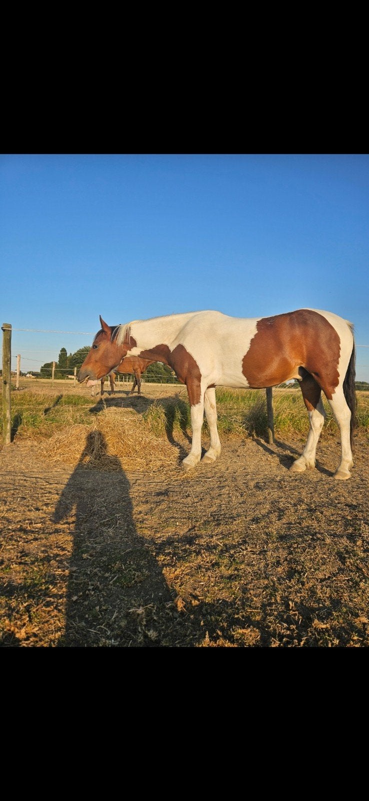 Recreatiepaard, Animaux & Accessoires, Chevaux, Hongre, Cheval de récréation