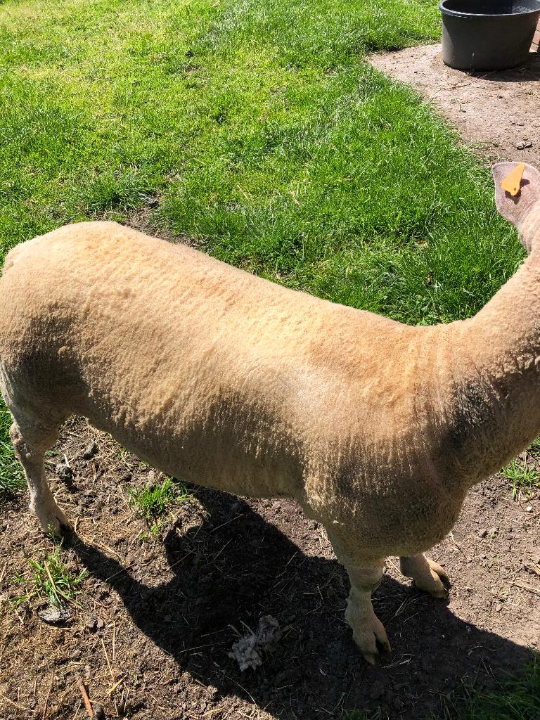 Schaap ram, Mannelijk, Schaap, 0 tot 2 jaar