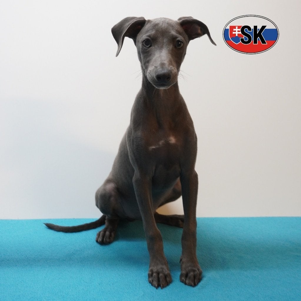 Petit Lévrier Italien, chiots à vendre, 15 semaines à 1 an, Autres races, Plusieurs animaux, Plusieurs
