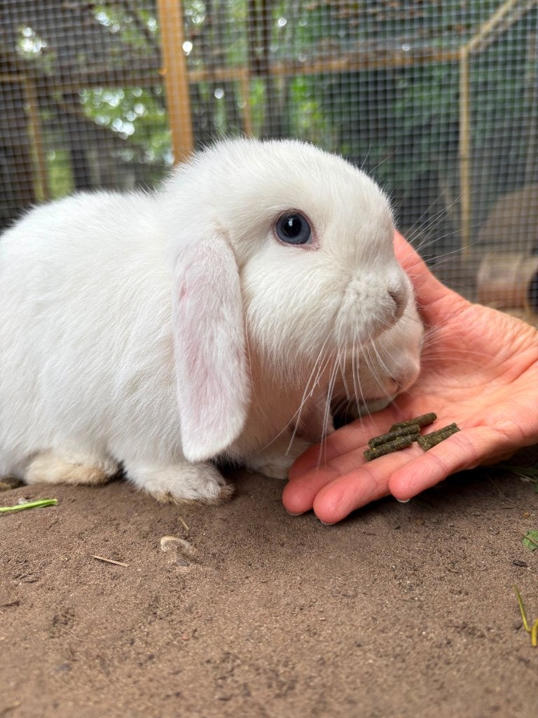Dwerghangoor konijntjes, Dieren en Toebehoren, Dwerg, Hangoor