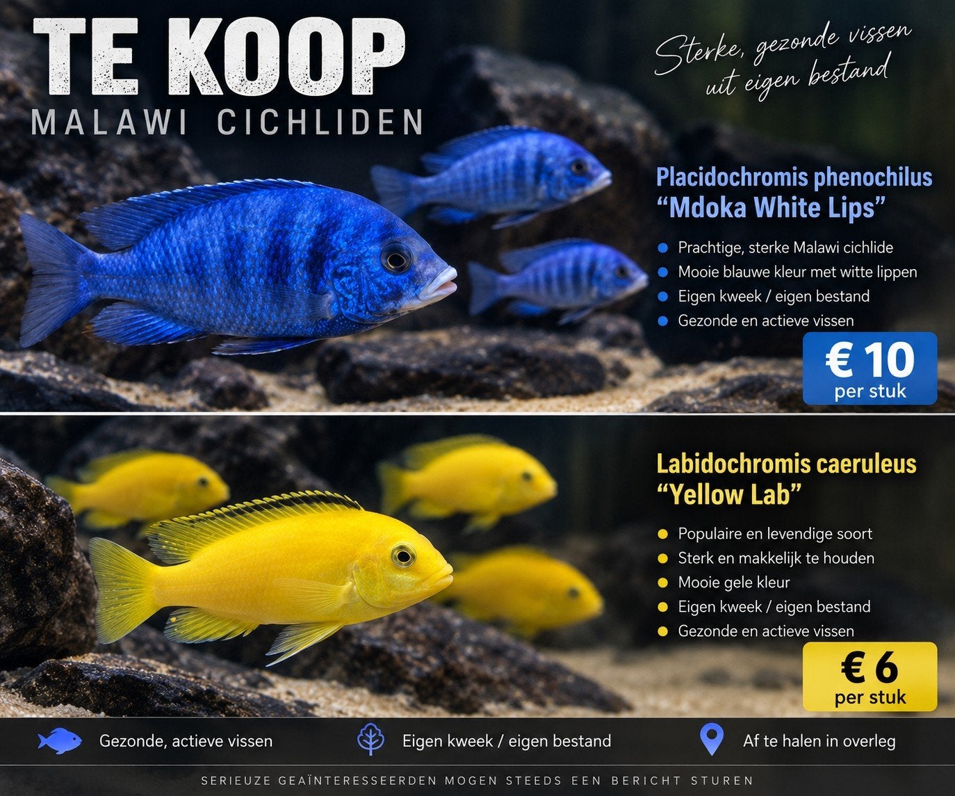 White Liips & Yellow labs, Dieren en Toebehoren, Vissen | Aquariumvissen