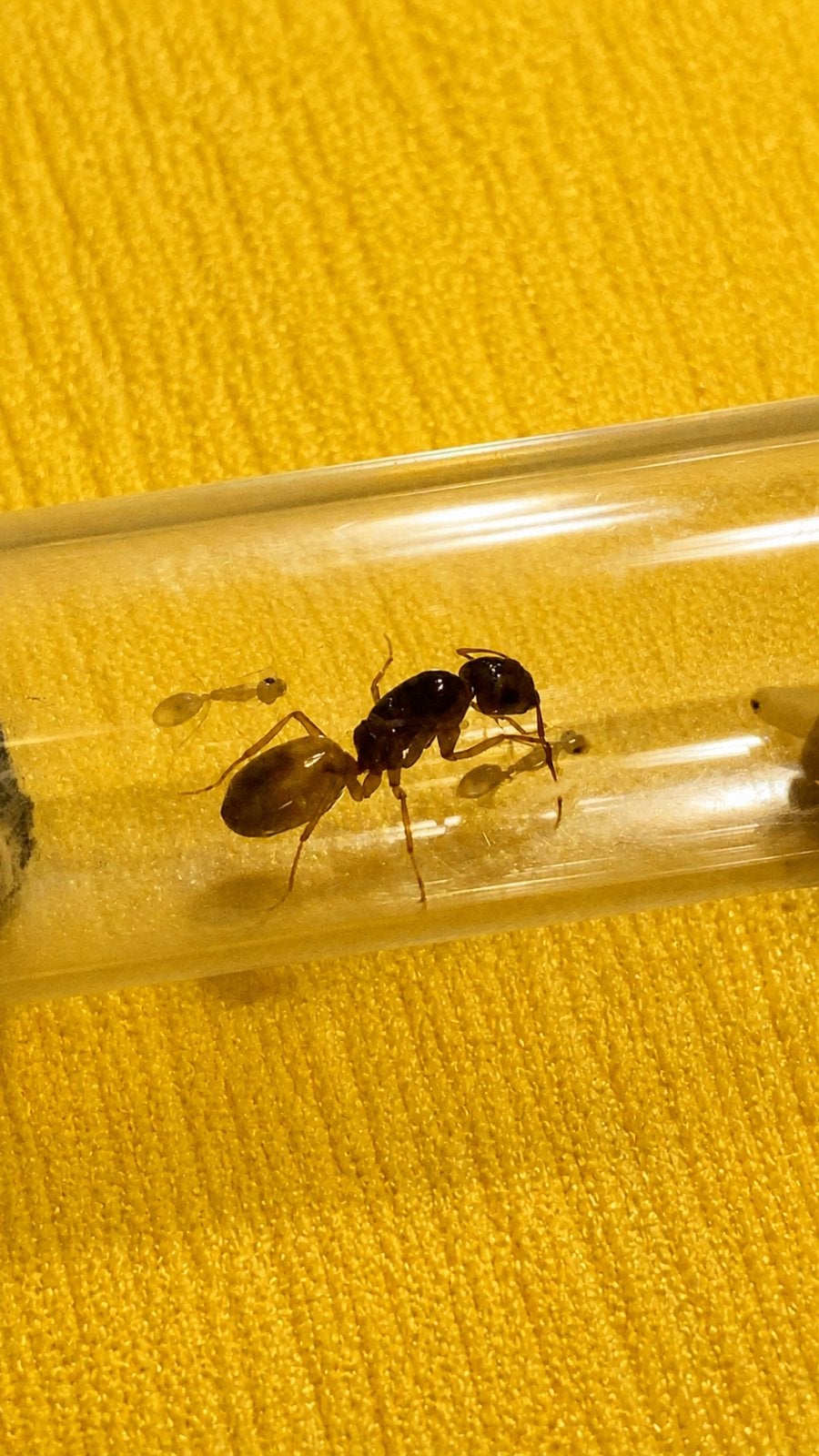 Camponotus Fedtschenkoi koningin met 1-5 werksters, Mieren