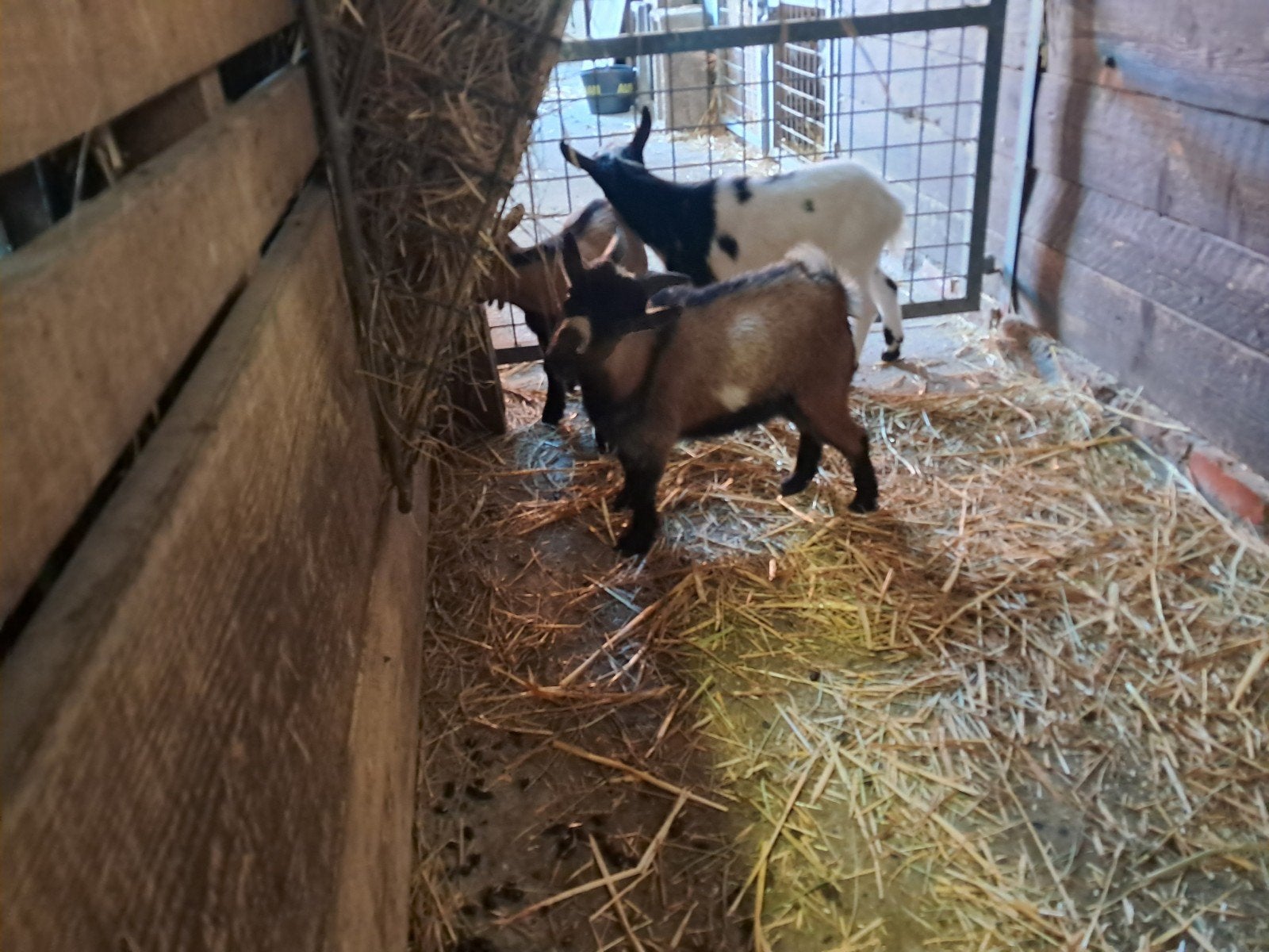 geitebok, Dieren en Toebehoren, Schapen, Geiten en Varkens