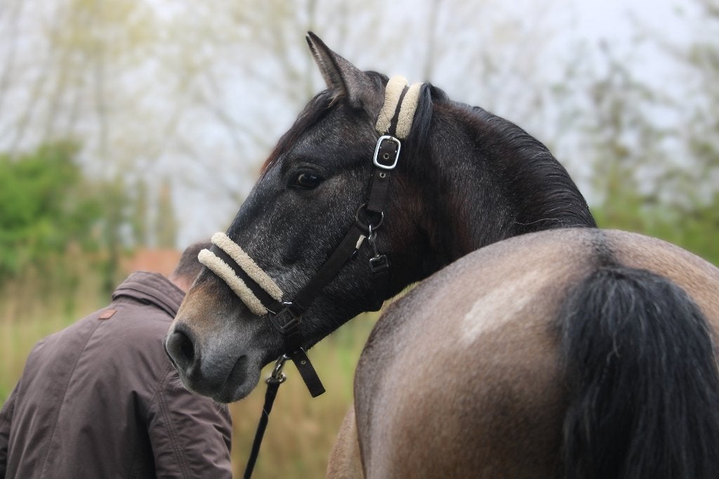 3,5 jarige PRE ruin - zadelmak - rechtstreeks v fokker, Débourré, 160 à 165 cm, 3 à 6 ans, Hongre