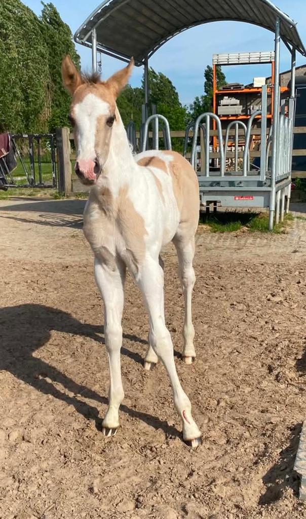Grullo tobiano merrieveulen, Moins de 160 cm, Avec pedigree, Ne s'applique pas, 0 à 2 ans