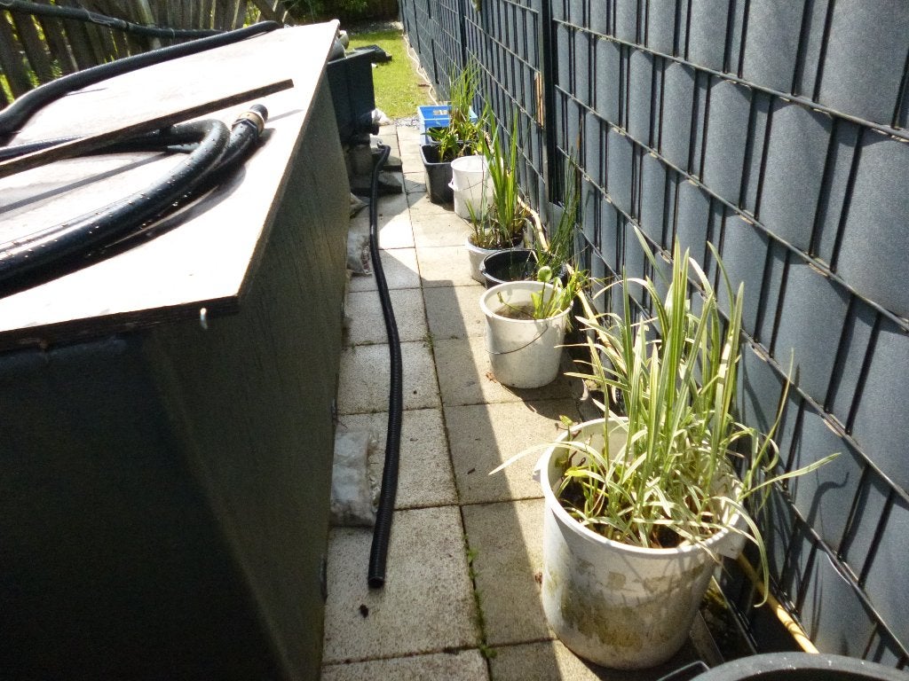 Vijverplanten, Tuin en Terras, Vijver-toebehoren, Ophalen, Nieuw, Overige typen