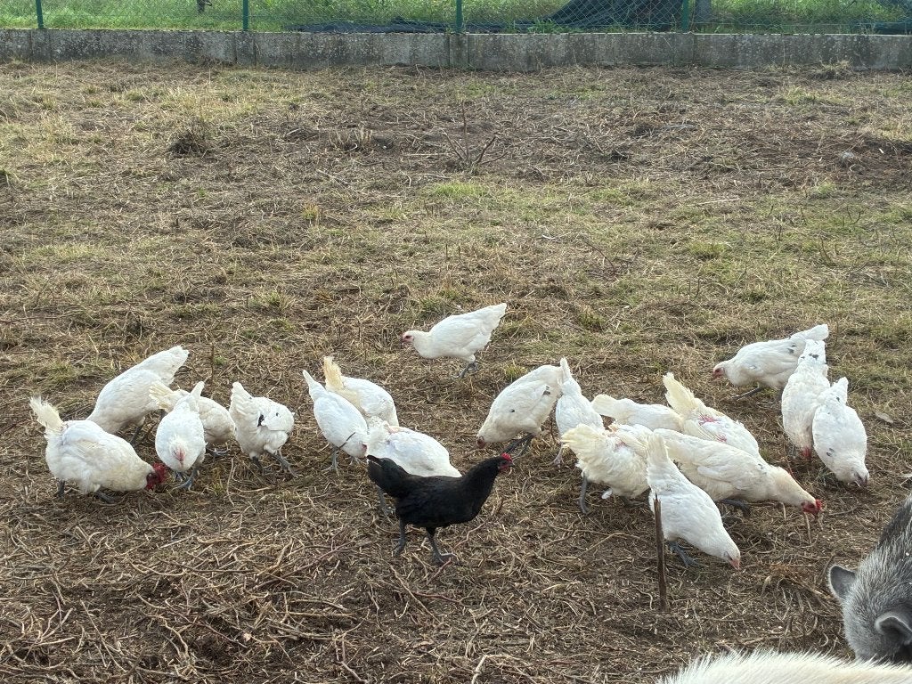 20-30 jonge kippen (poulle de bress)., Femelle, Poule ou poulet