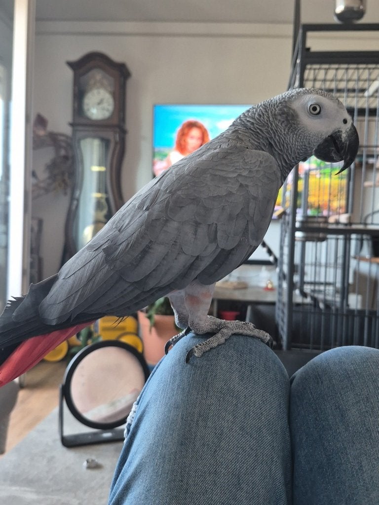perroquet gris du gabon, Mâle, Perroquet, Parleur