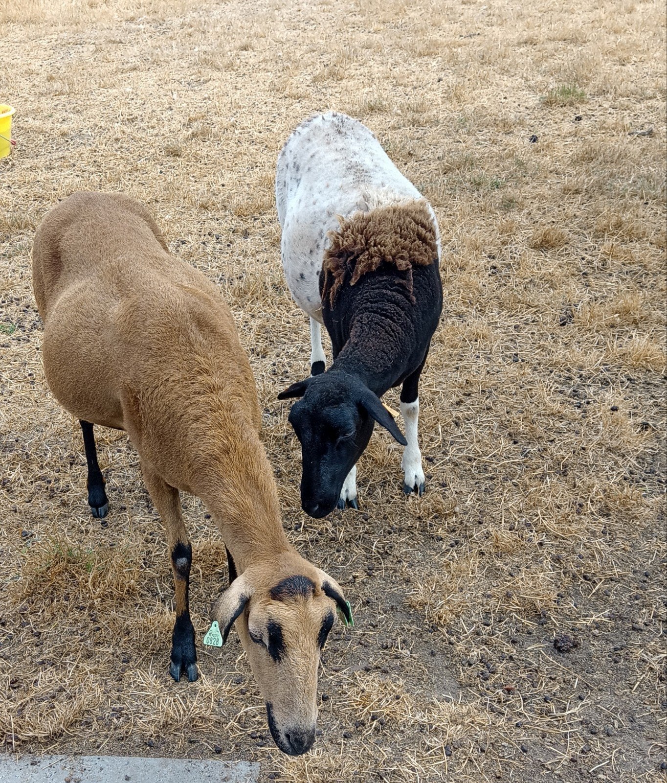 Moeder ( Dolly) en dochter ( Molly ), Dieren en Toebehoren, Vrouwelijk, Schaap