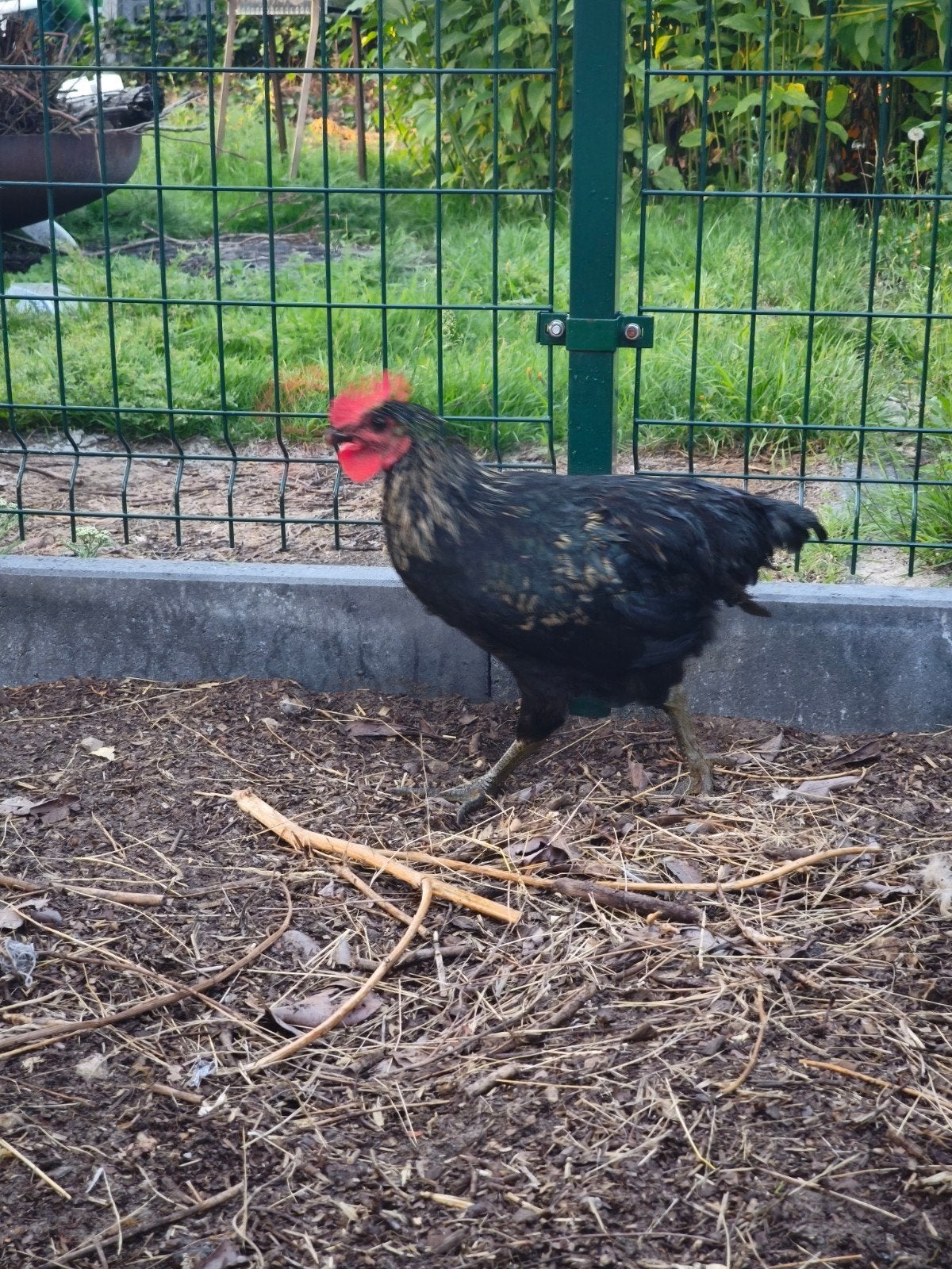 Haantje, Dieren en Toebehoren