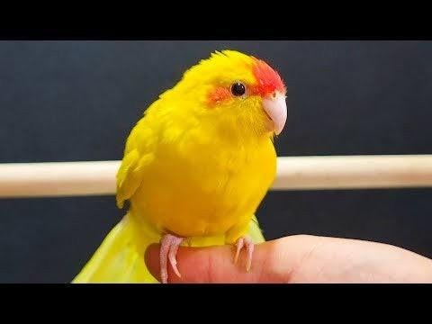 Kakariki, Dieren en Toebehoren, Tam