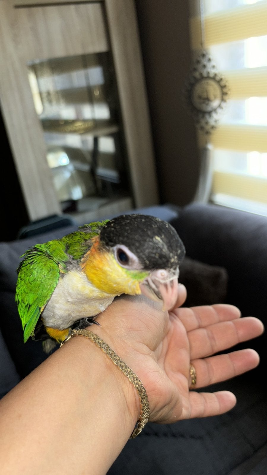 Zwartkop caique, Dieren en Toebehoren, Tam