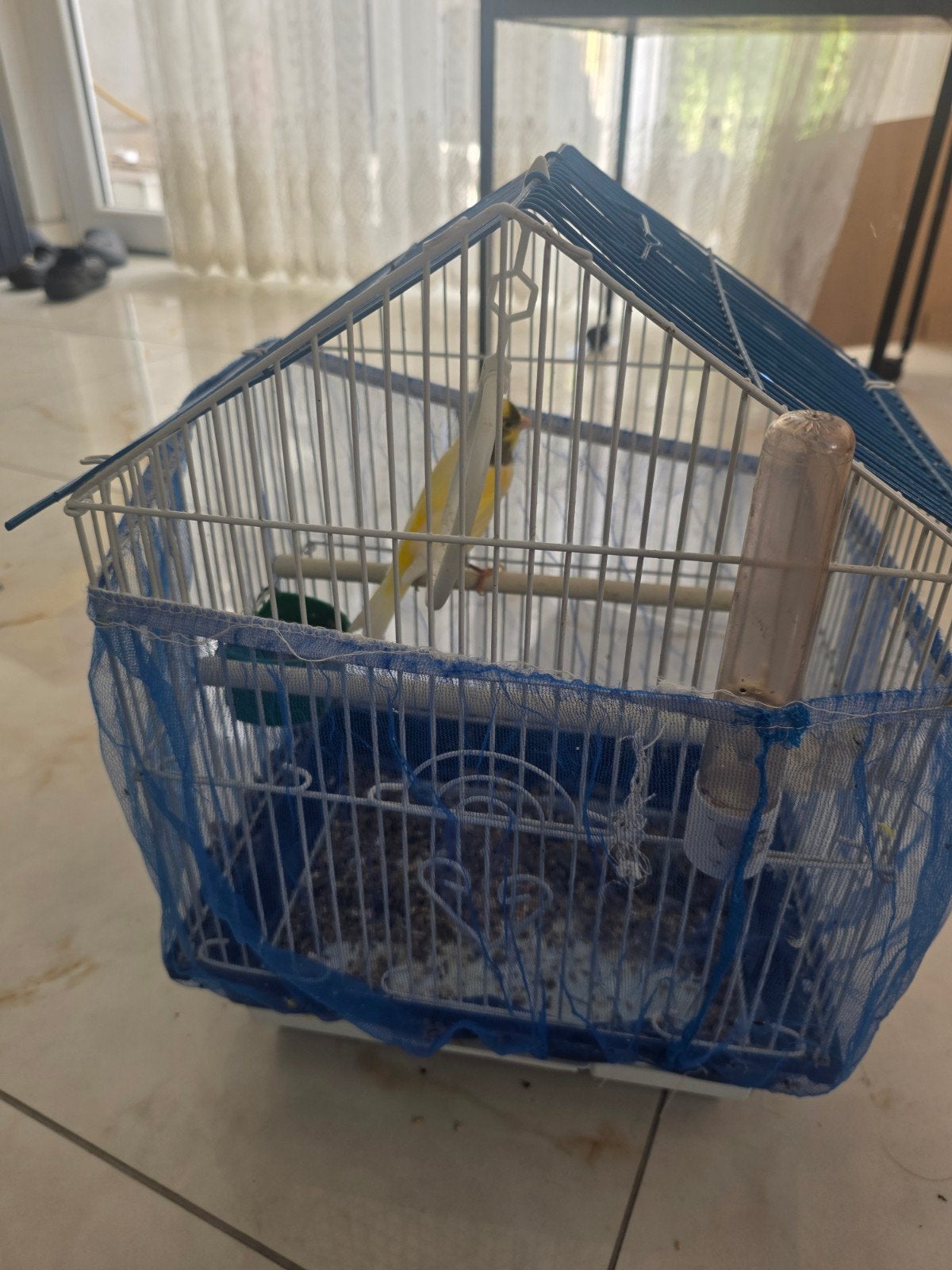 kanarie met kooi, Dieren en Toebehoren, Ophalen