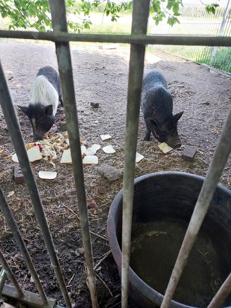 Gratis 2  Göttinger minivarken, Dieren en Toebehoren