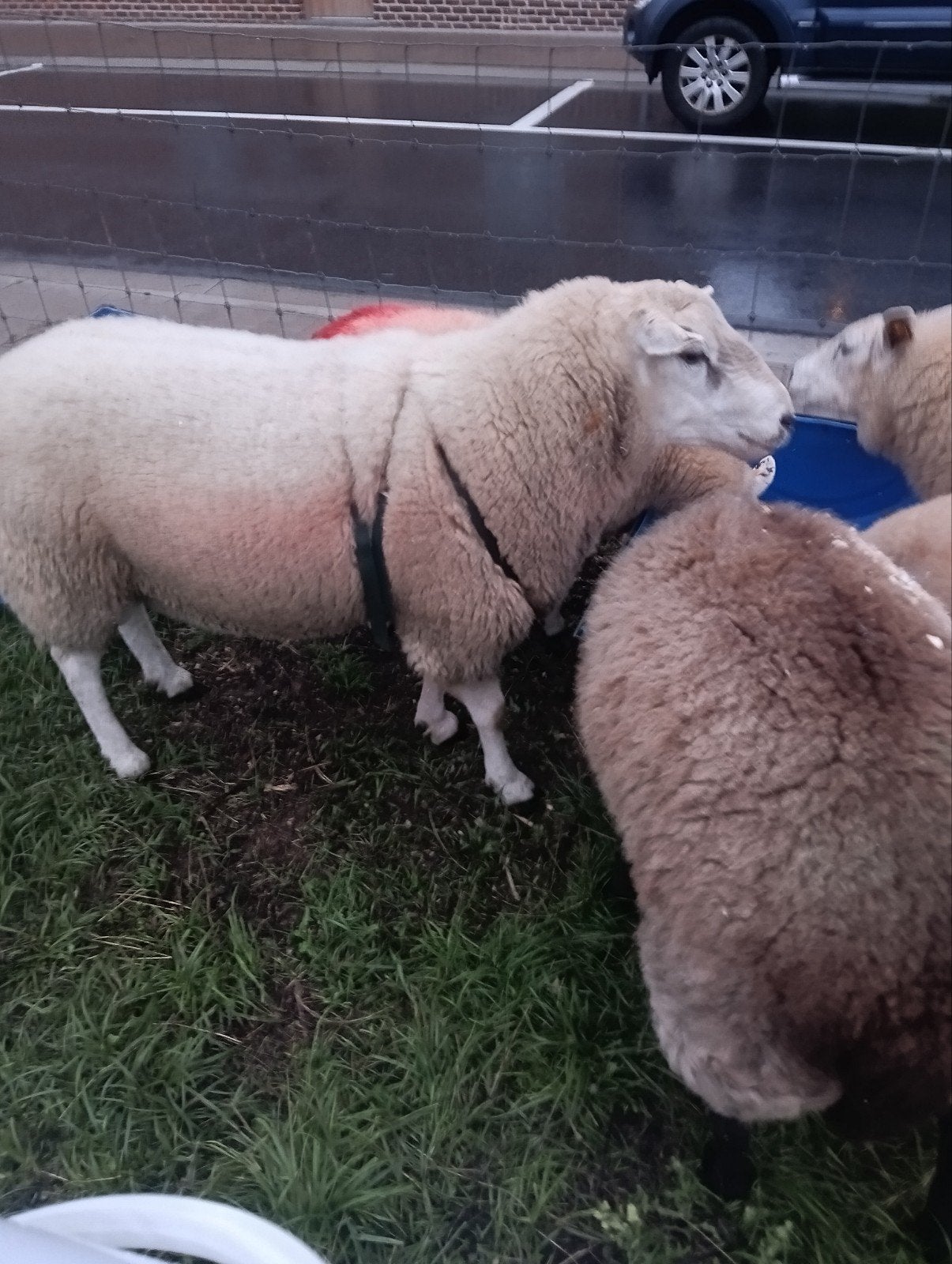 schapen ram