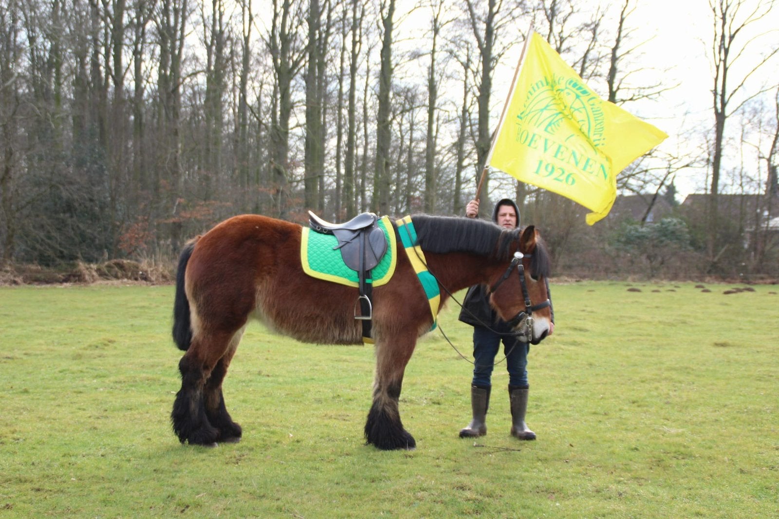 Trekpaard Merrie, Étalon