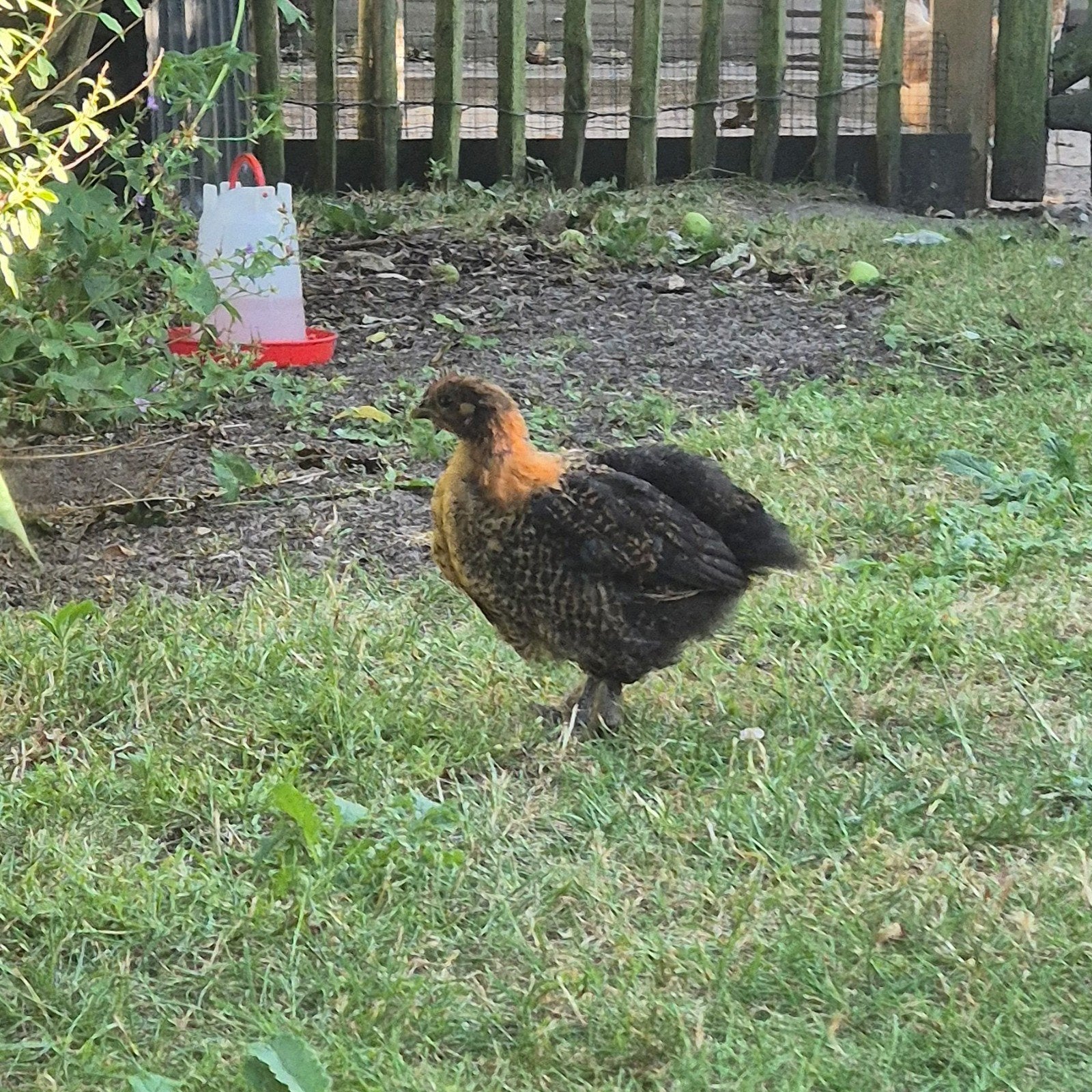Haantje kruising goudbrakel x cochin kriel, Dieren en Toebehoren, Pluimvee