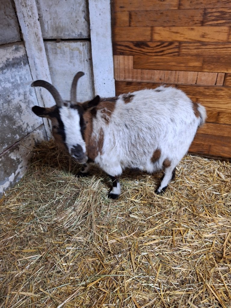 Handtamme dwerggeit, Dieren en Toebehoren, Vrouwelijk, Geit