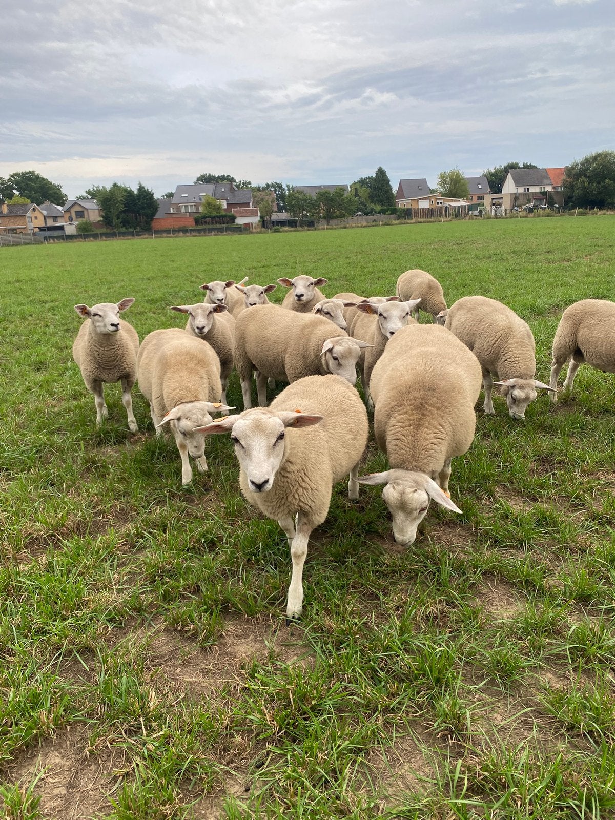 Dekrammen stamboek Swifter zwoegervrij, Animaux & Accessoires, Mâle, Mouton, 0 à 2 ans