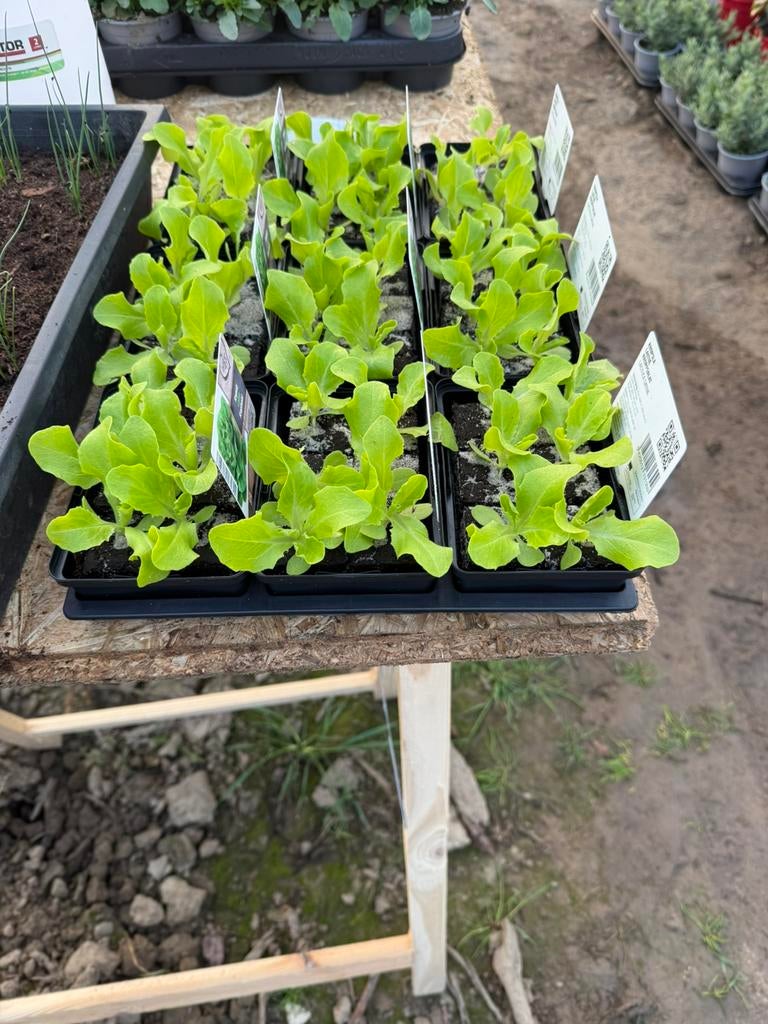 Sla planten per 6 stuks, Tuin en Terras, Ophalen