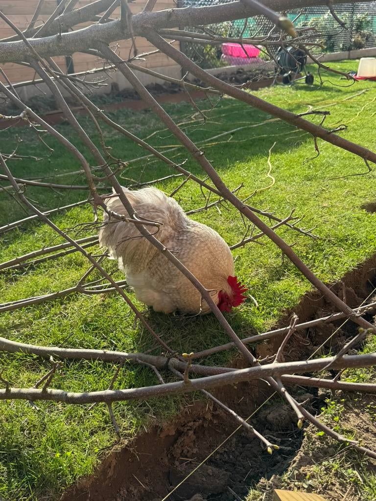 Broedeieren cochin kriel, Dieren en Toebehoren