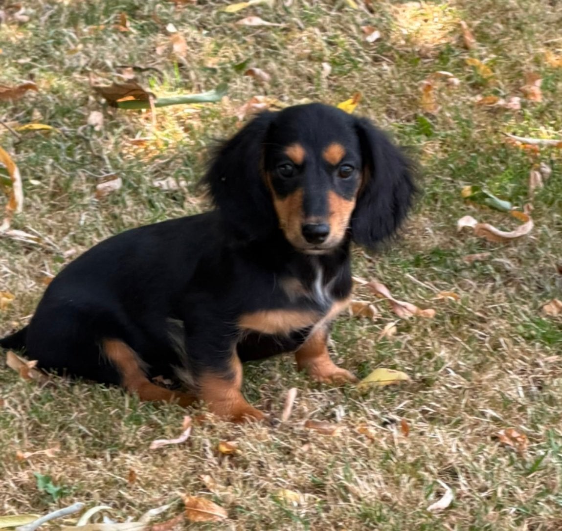 teckel pups,dwerg,black and tan,teefje,langhaar, Hépatite contagieuse (maladie de Rubarth), Chienne, Belgique, Poils longs