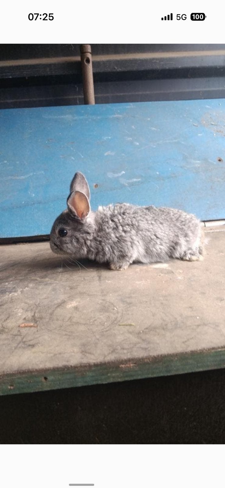 Konijntje mannetje te koop, Dieren en Toebehoren