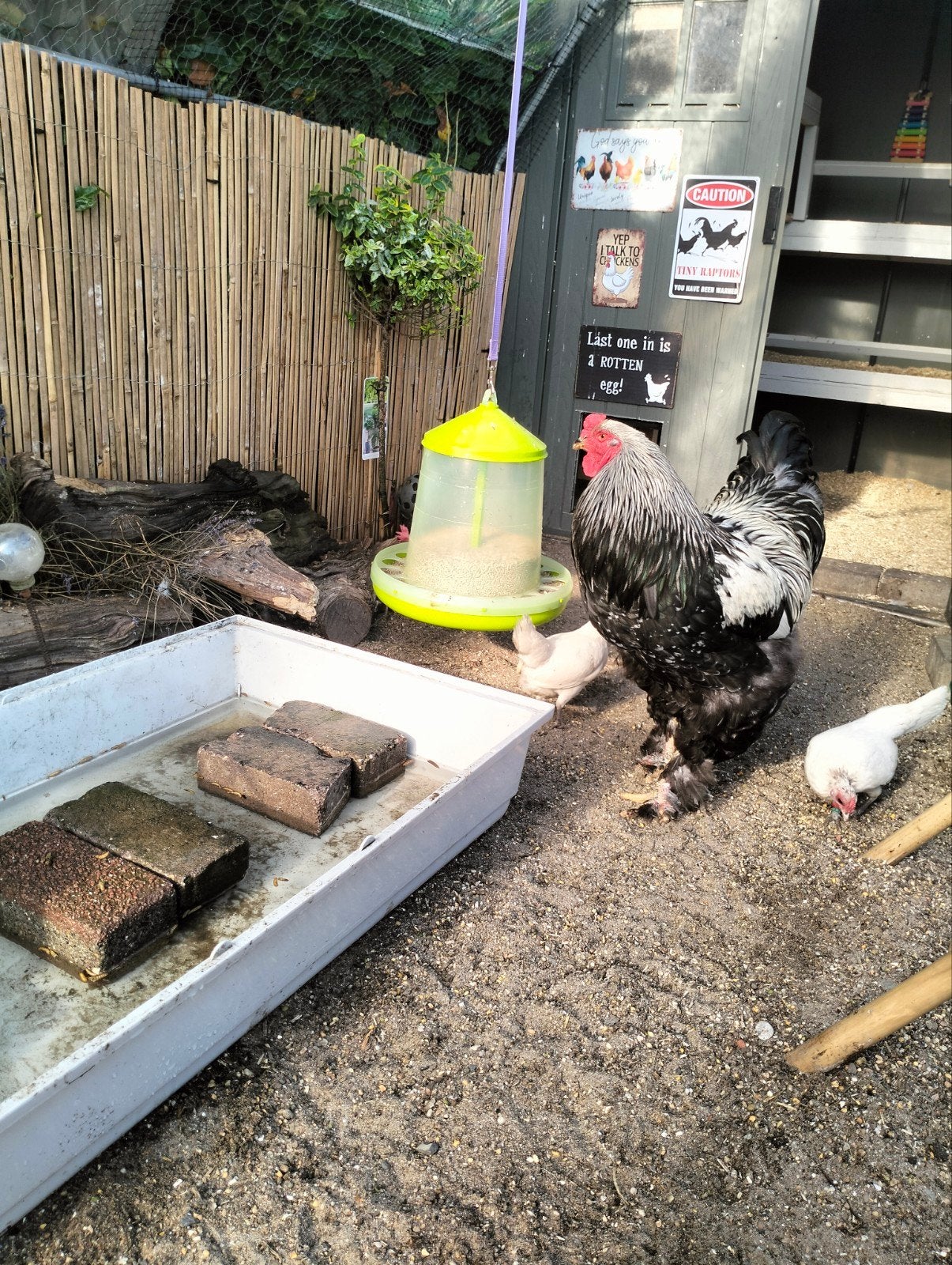 Brahma haan zoekt GOED huisje, Dieren en Toebehoren