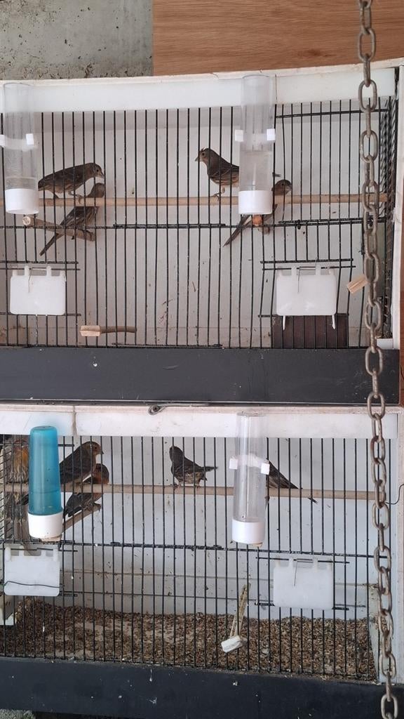 Mexicaanse mussen te koop!, Dieren en Toebehoren, Ophalen