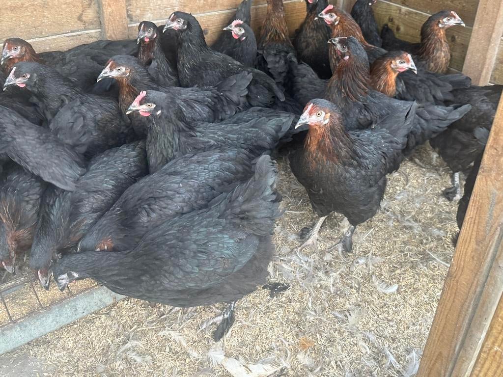 Marans kippen, Dieren en Toebehoren