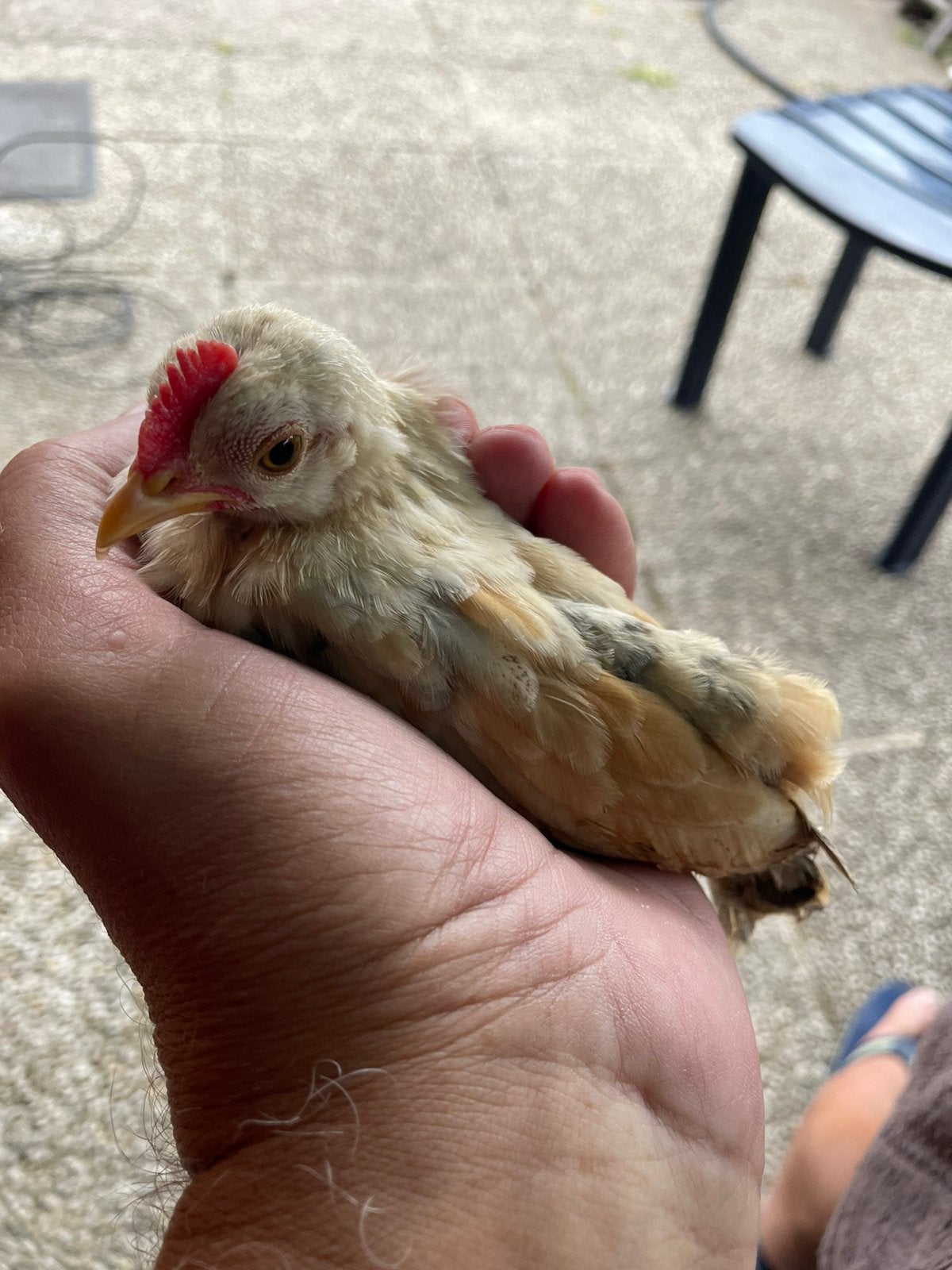 Serama haantje, Dieren en Toebehoren, Mannelijk, Kip