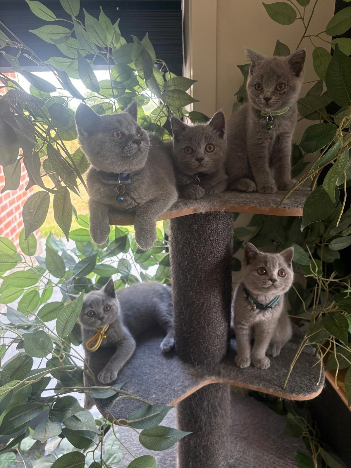 Britse korthaar kittens, Plusieurs animaux, À poils courts, 0 à 2 ans