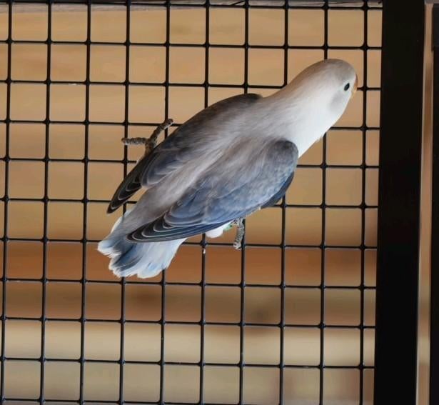 Agapornis fischeris violet euwing opaline, Dieren en Toebehoren