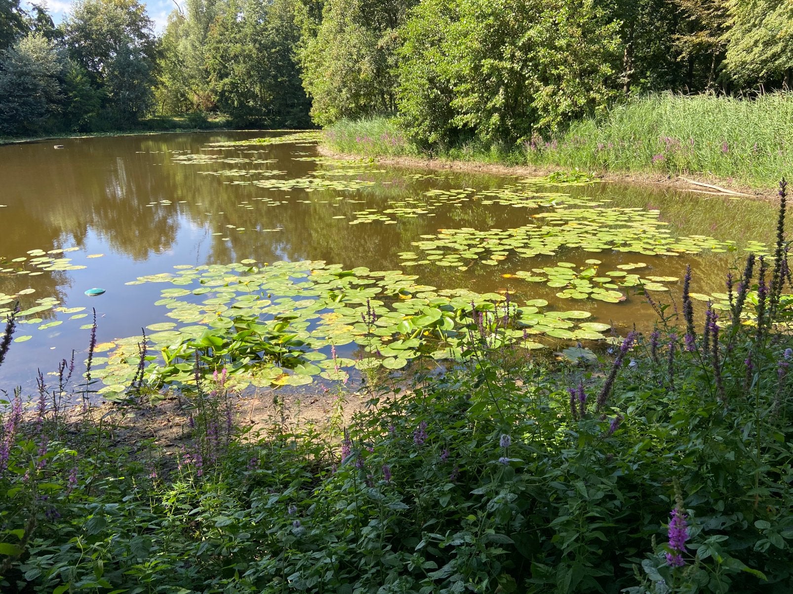 Gele plomp, Tuin en Terras, Ophalen