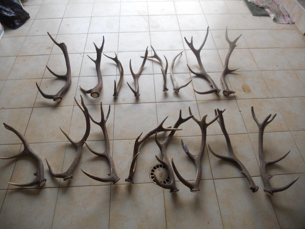 bois de cerf longueur environ 50 a 60 cm dans leur jus po, Antiquités & Art, Enlèvement