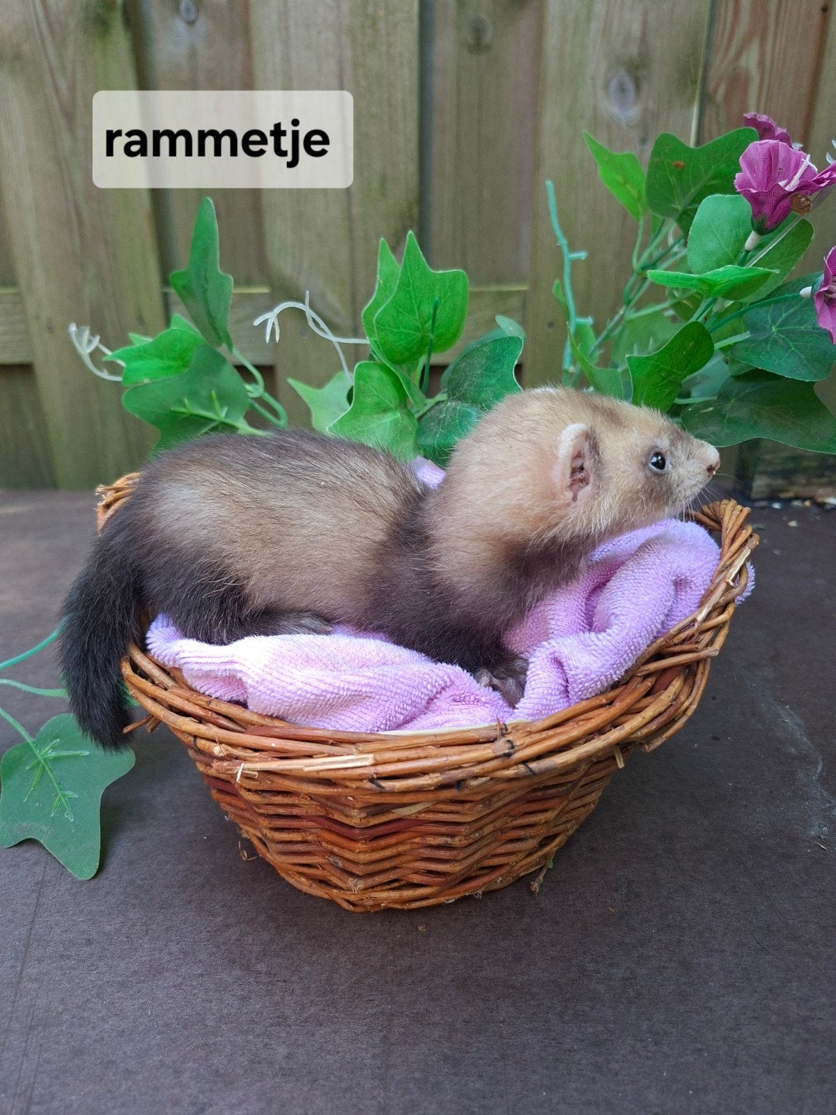 Frettenpups, Mei, Meerdere dieren