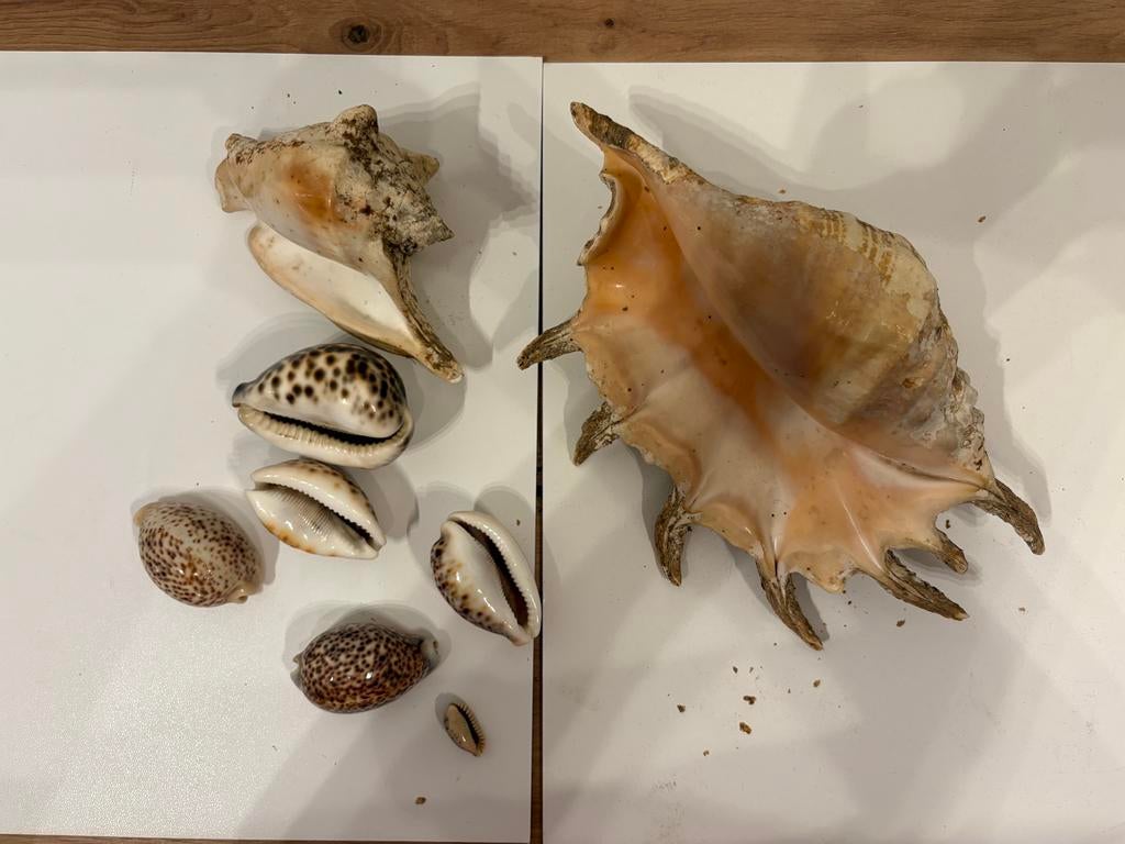 Schelpencollectie - Grote Pterocera 29 cm en porselein, Verzamelen, Ophalen, Zo goed als nieuw
