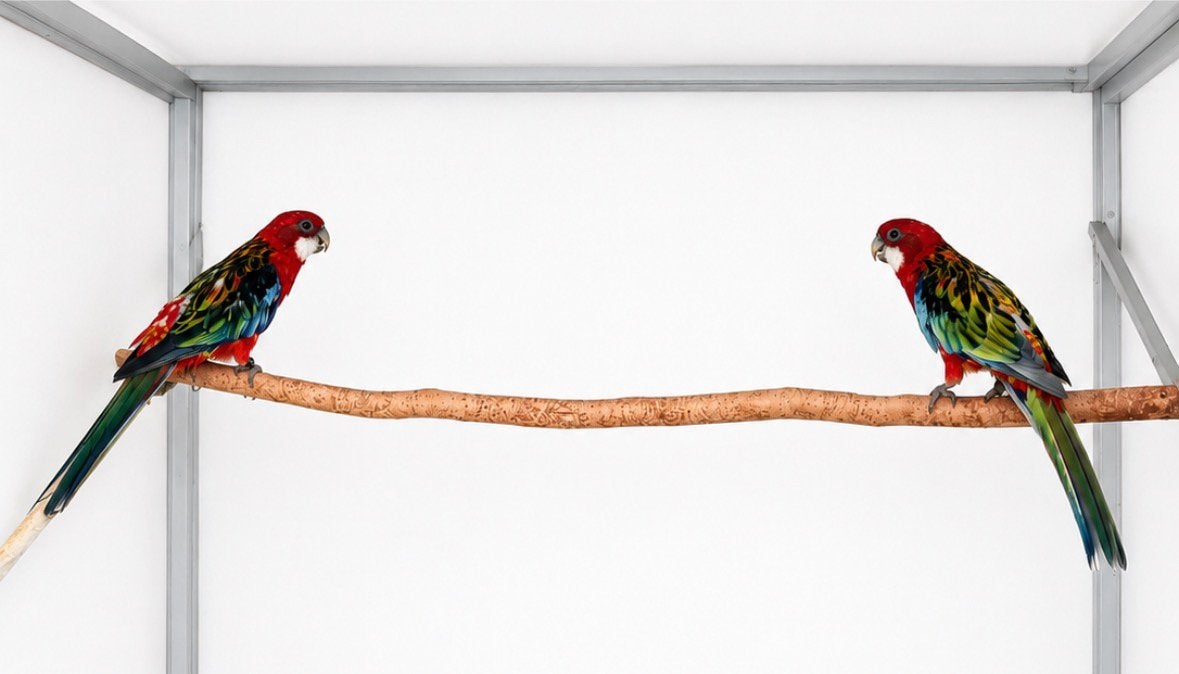 Rode rosellas koppel, Dieren en Toebehoren, Geringd