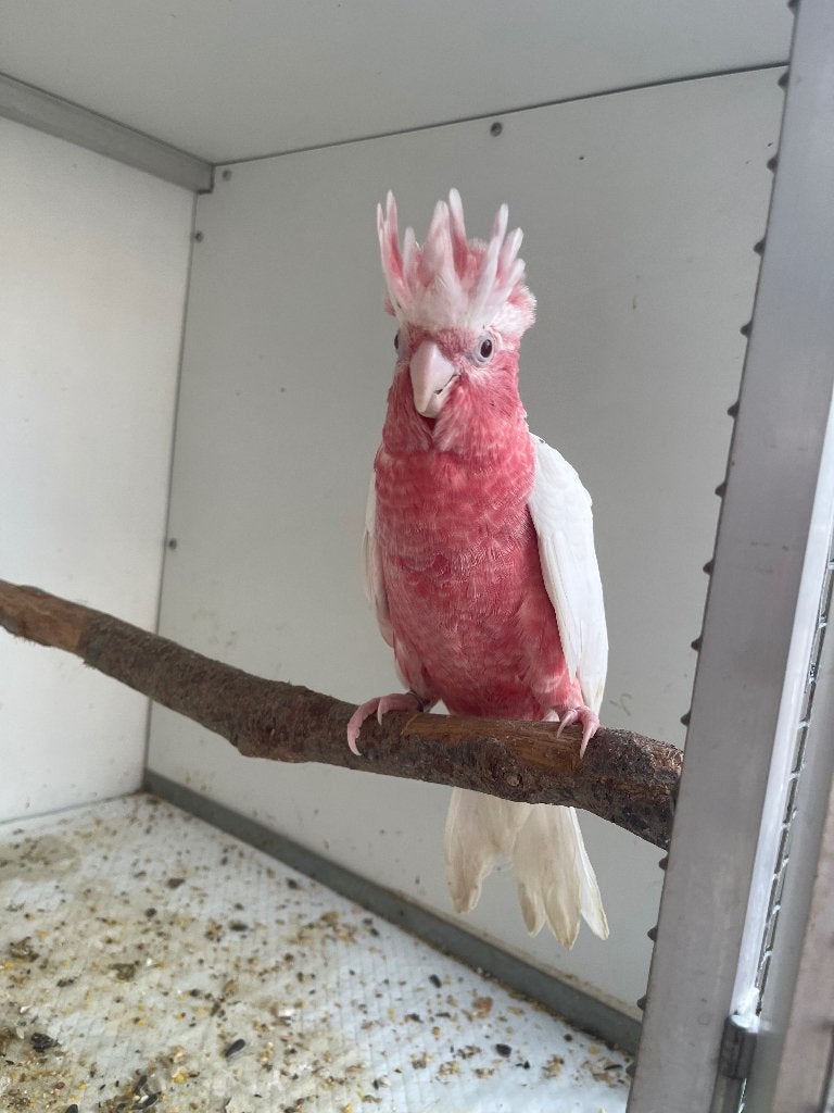 Kaketoe, Dieren en Toebehoren, Vogels | Parkieten en Papegaaien, Tam