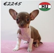 Chihuahua Korthaar - schattige pups te koop, Dieren en Toebehoren, Honden | Chihuahua's en Gezelschapshonden, Meerdere dieren