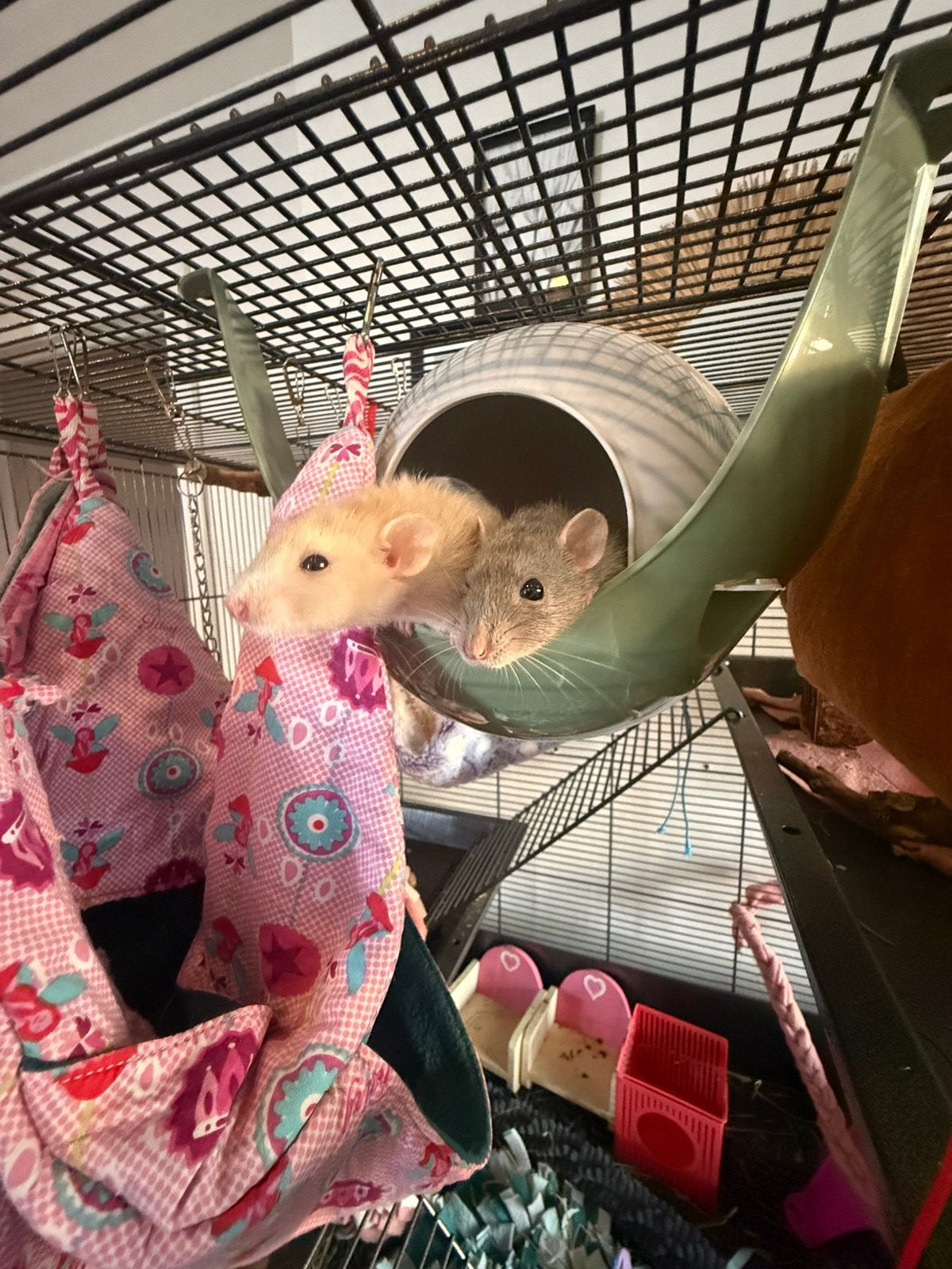 2dwergratjes, Dieren en Toebehoren, Knaagdieren, Mannelijk, Rat, December, Tam