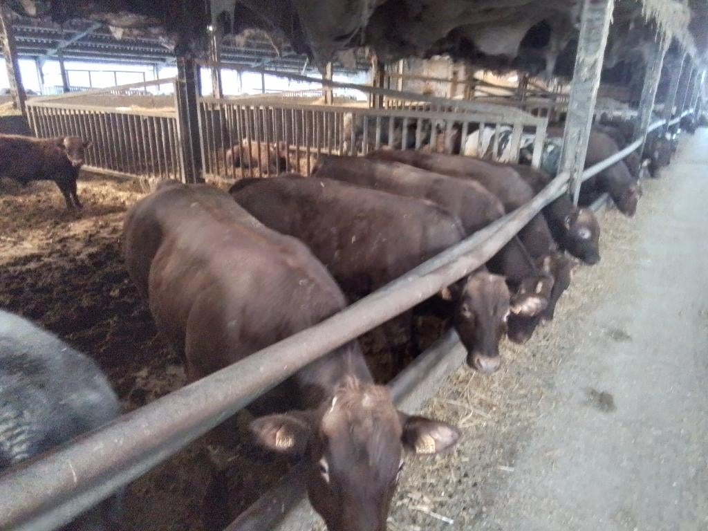 Dekstieren, Dieren en Toebehoren