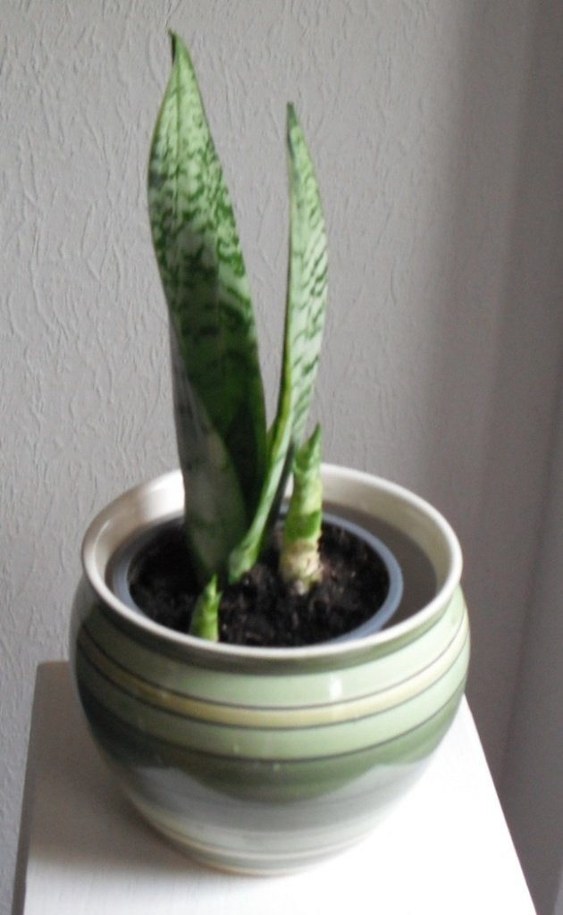 kamerplant  " SANSEVERIA " in mooie stenen bloempot, Ophalen, In pot, Halfschaduw, Minder dan 100 cm
