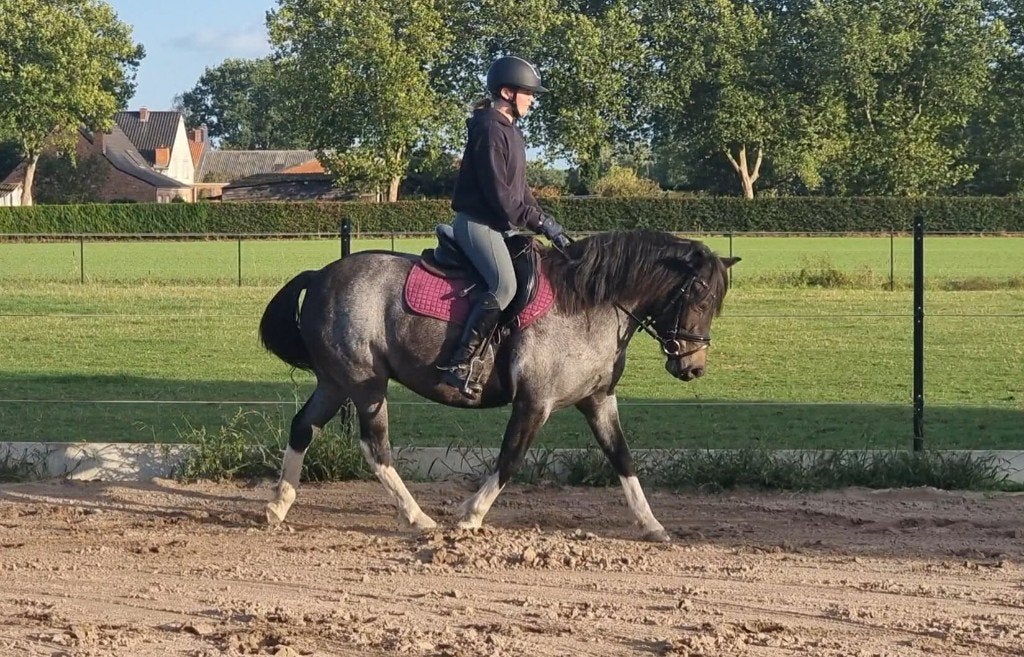 Prachtige C pony, Poney C (1.27 m à 1.37m), Avec puce électronique, Poney de récréation, L