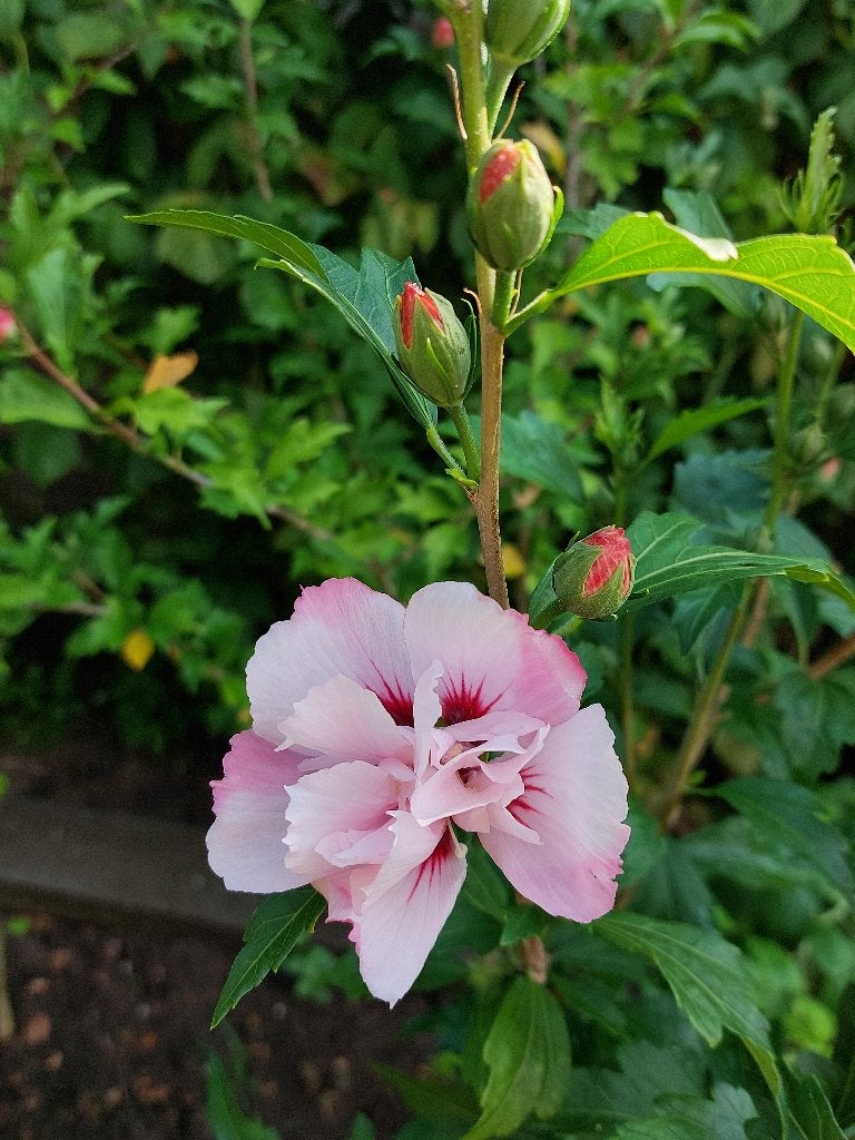 Hibiscus pink chiffon - hoogte 140 cm, Ophalen, Overige soorten, Struik, 100 tot 250 cm