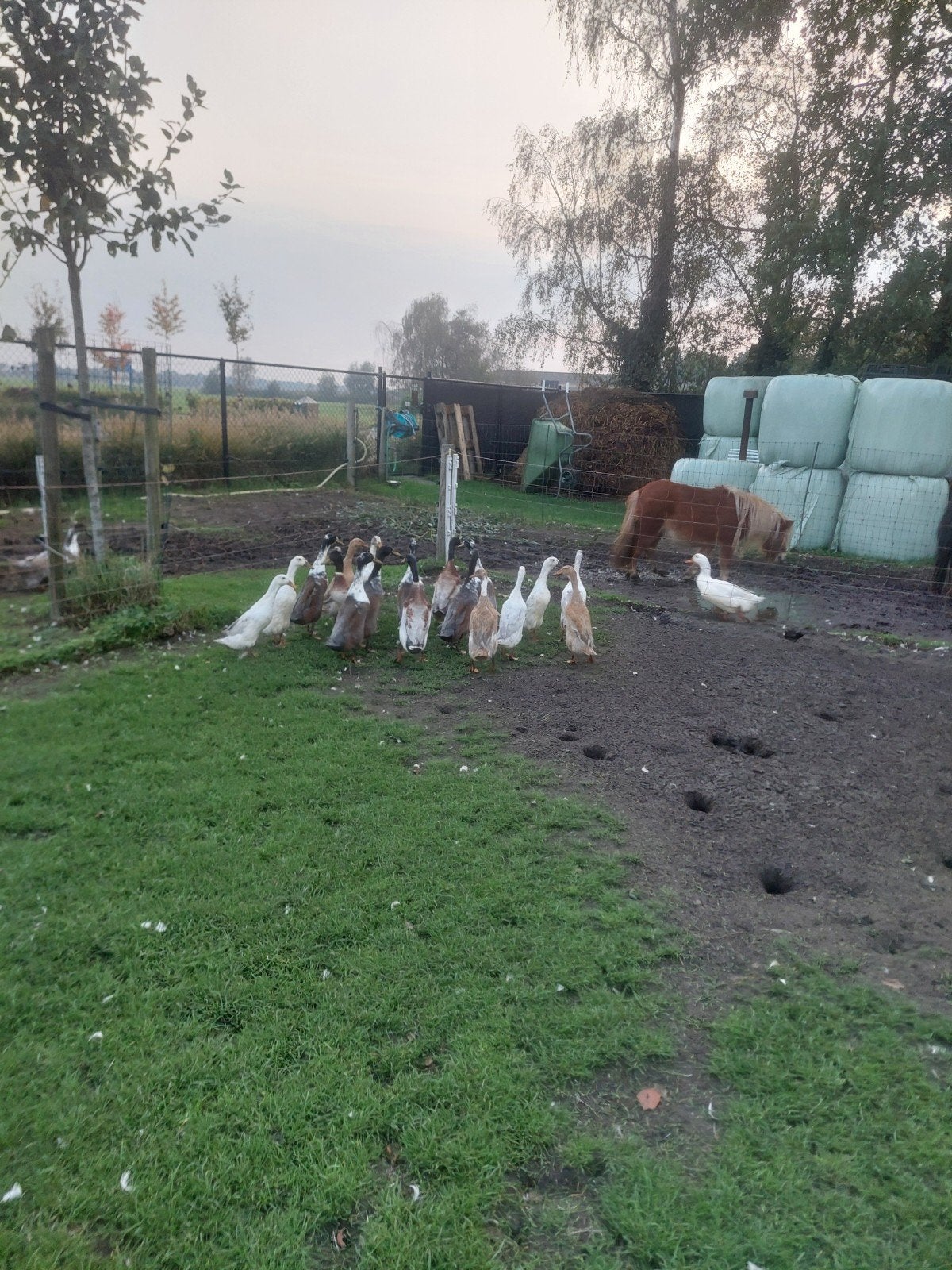 loopeenden, Dieren en Toebehoren, Meerdere dieren, Eend